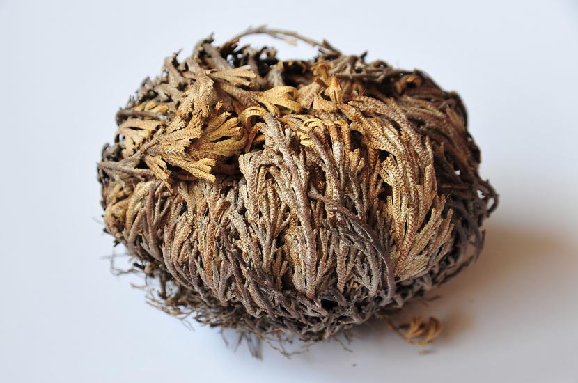 Selaginella lepidophylla desplegada y verde tras hidratarse