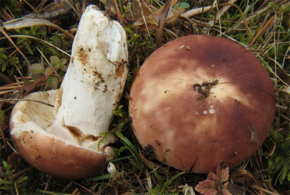 Russula: por qué identificarlas es tan difícil
