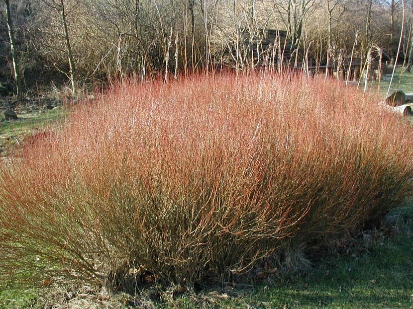 Mata de Salix purpurea con varetas largas y rectas