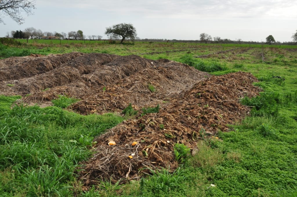 ¿Se puede abonar en otoño? Depende del nutriente y la planta