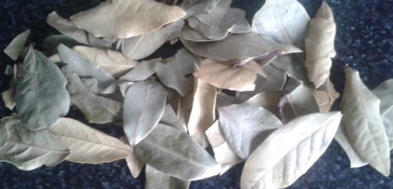 Hojas de laurel listas para secar