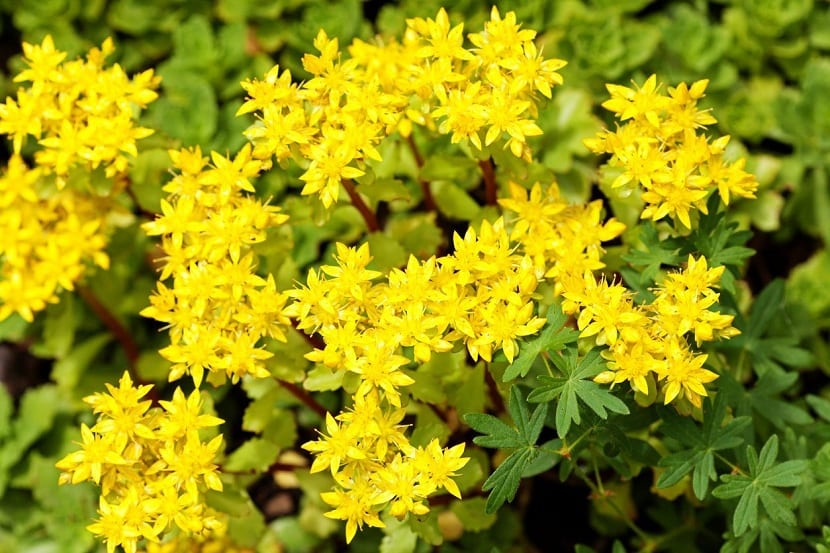 Flores amarillas estrelladas del Sedum acre