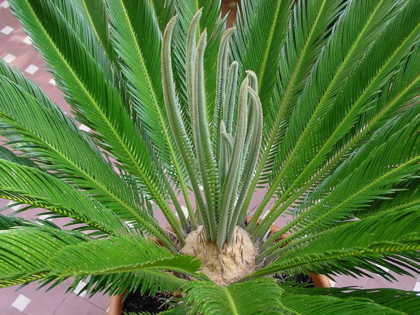 Cycas revoluta con su roseta de hojas