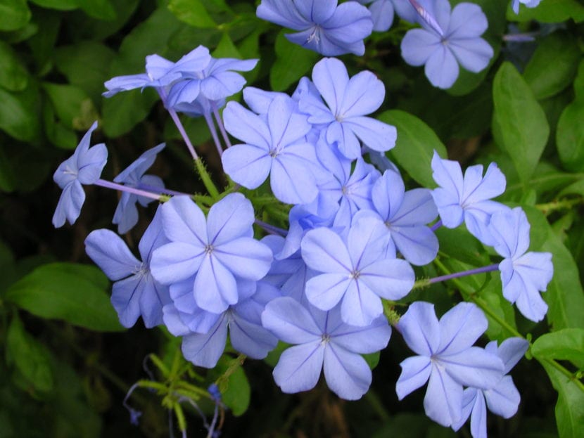 Plumbago auriculata en flor azul