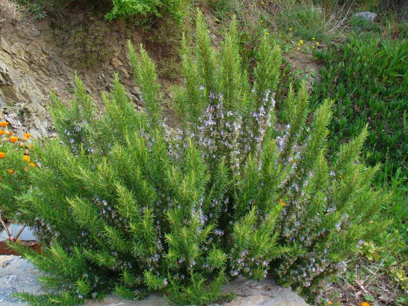 Mata de romero en flor