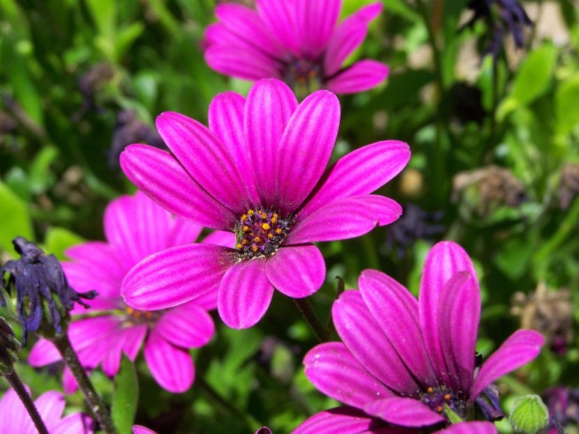 Dimorphotheca en flor