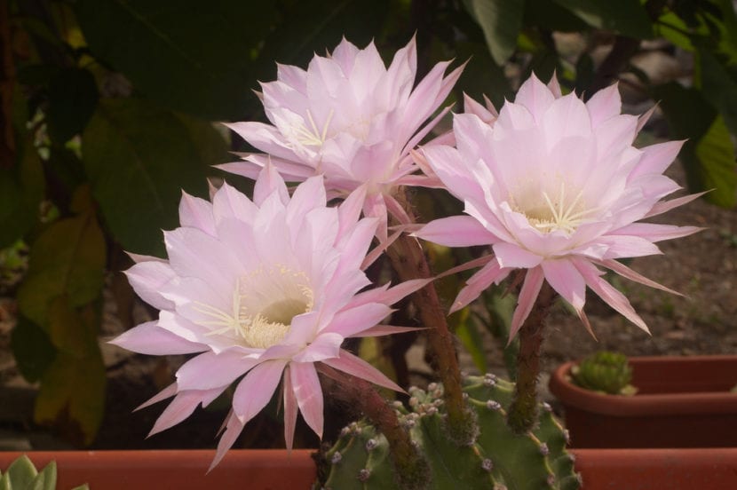 Echinopsis oxygona en flor