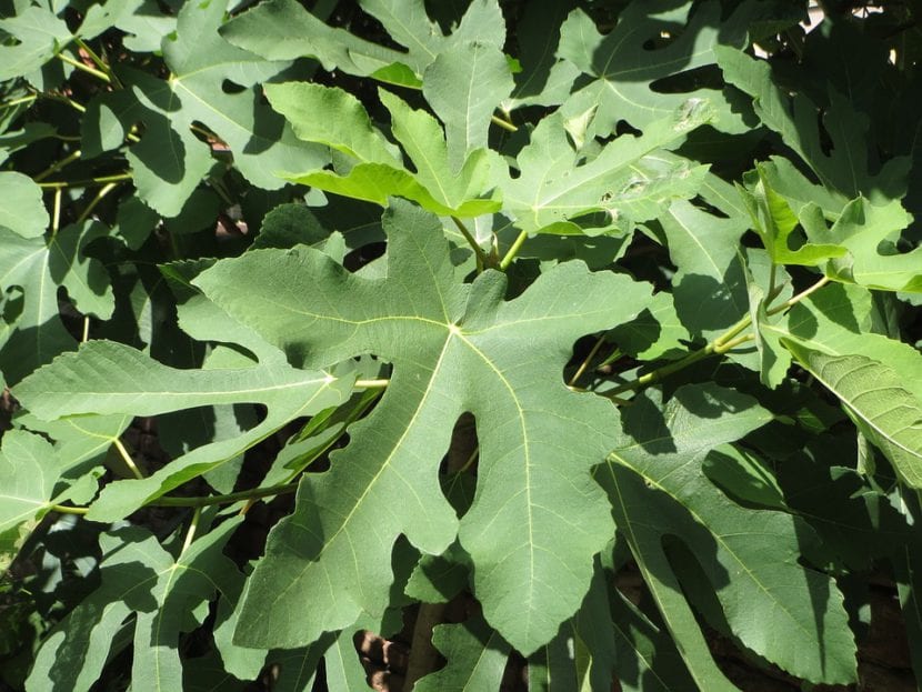Higuera Ficus carica con hoja y fruto