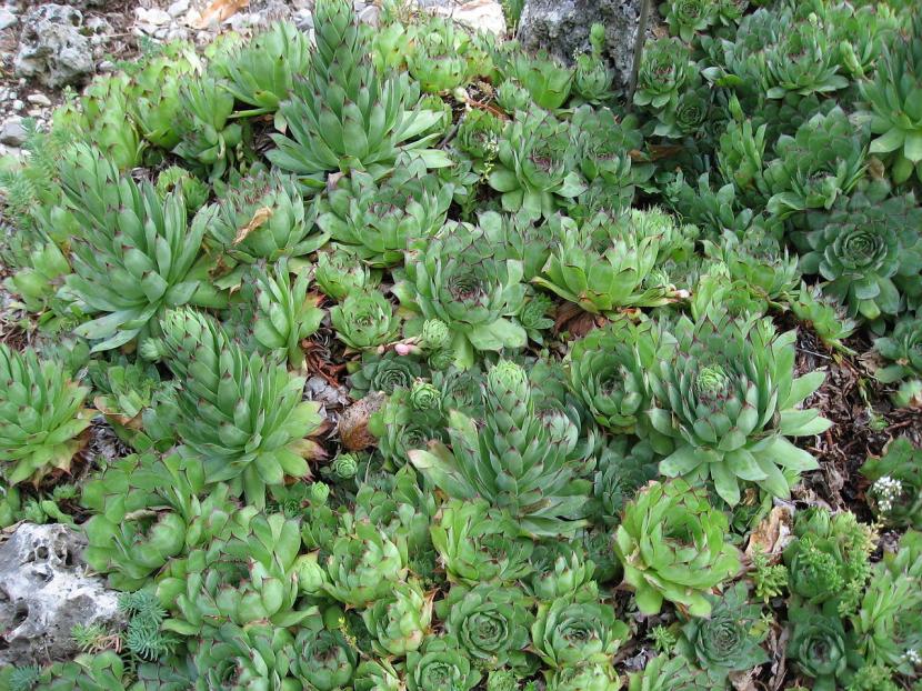 Roseta de Sempervivum tectorum