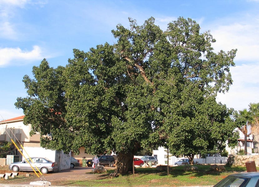 Ejemplar de Ficus sycomorus