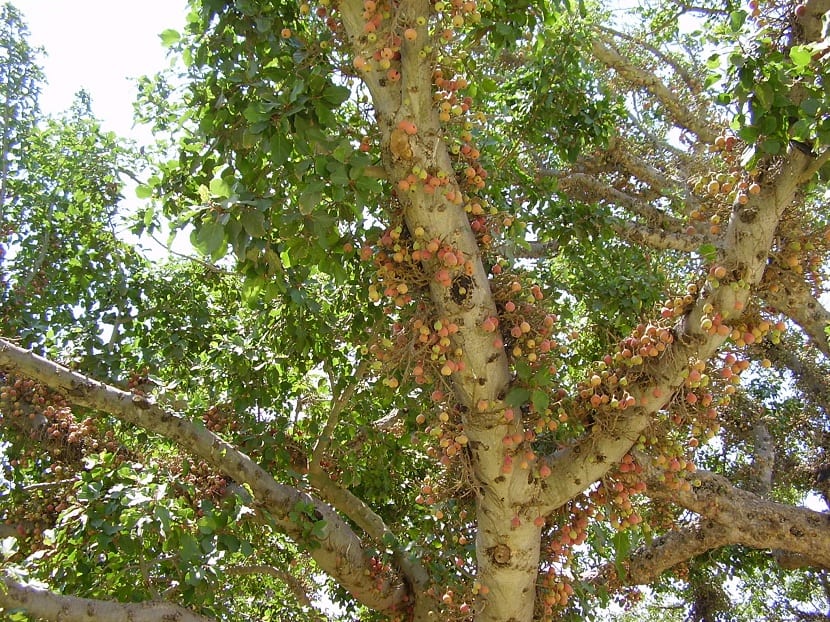 Higos del sicomoro creciendo sobre las ramas