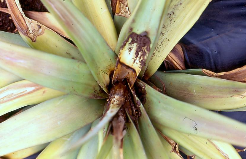 Daños por Phytophthora en planta afectada