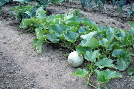 Planta de melón, cultivo donde el potasio determina el calibre y el dulzor