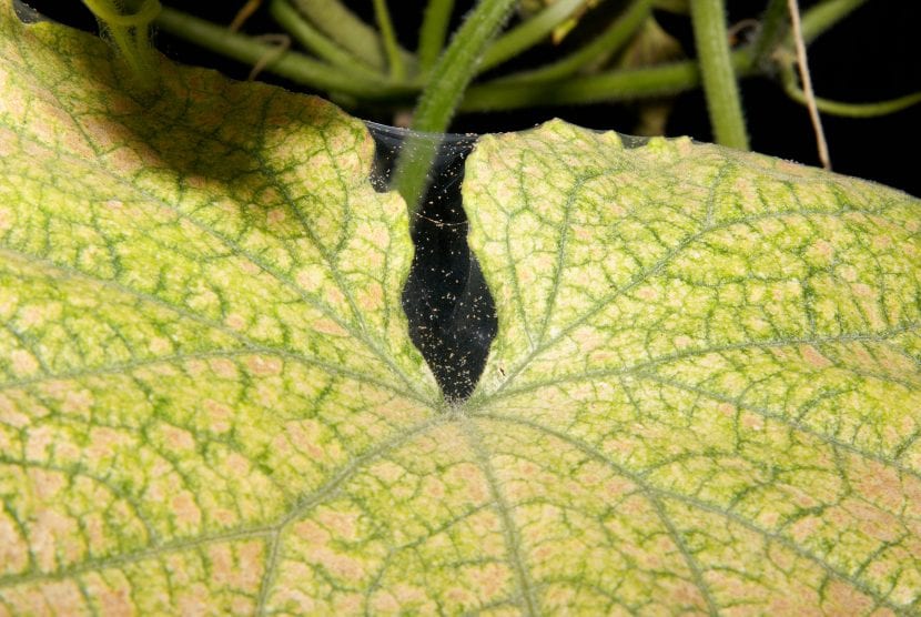 Daños de araña roja en el envés de las hojas