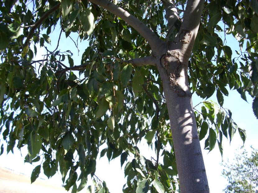 Almez, Celtis australis, árbol frecuente en el viario urbano español