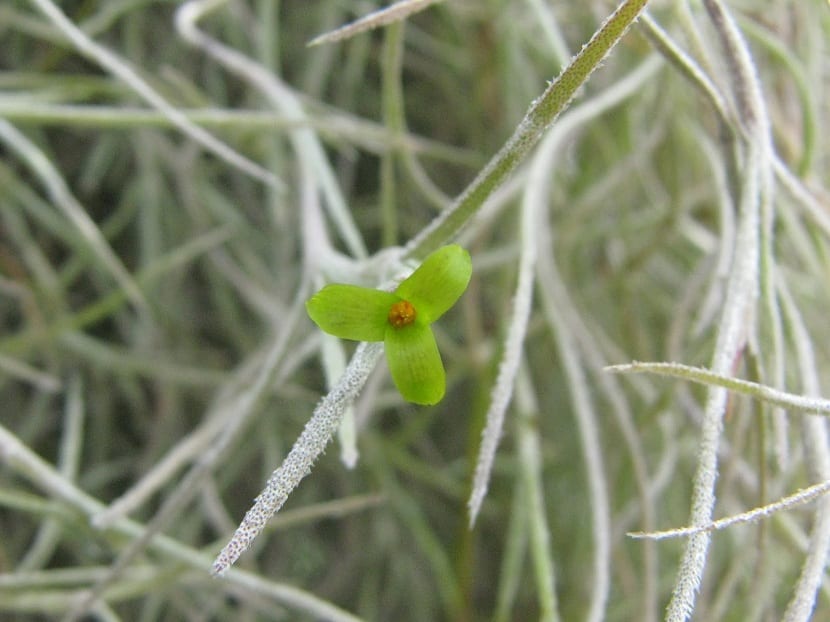 Flores diminutas de Tillandsia usneoides