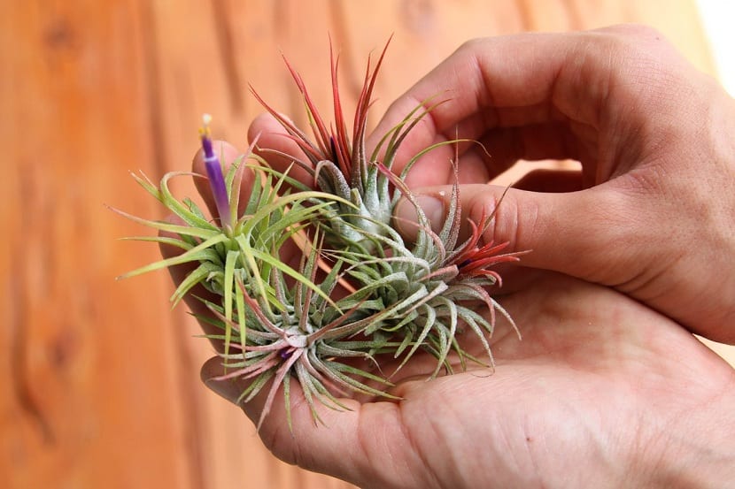 Tillandsias cultivadas sobre soporte de madera, sin sustrato