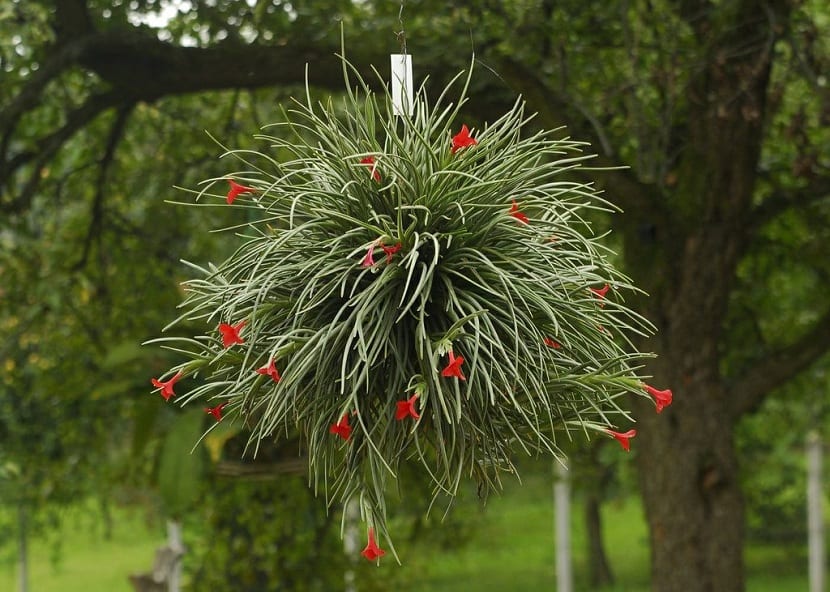 Tillandsia: tricomas, riego y cuidados del género
