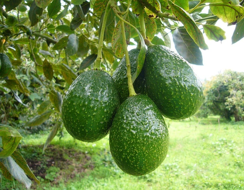 Planta joven de aguacate, Persea americana