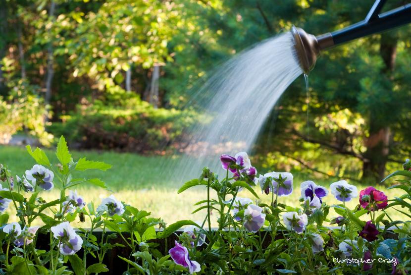 Riego de plantas con regadera