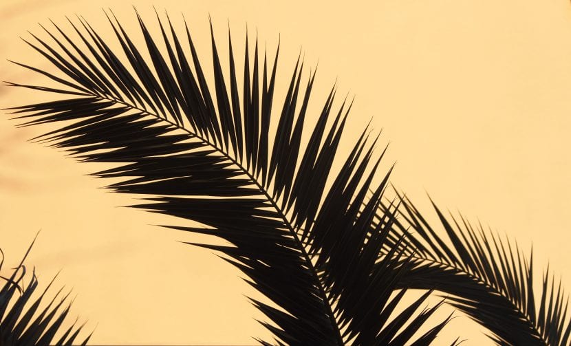 Palmera del género Phoenix