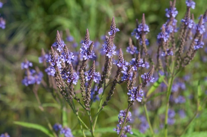 Espigas de Verbena hastata
