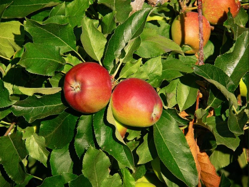 Manzano cargado de fruta