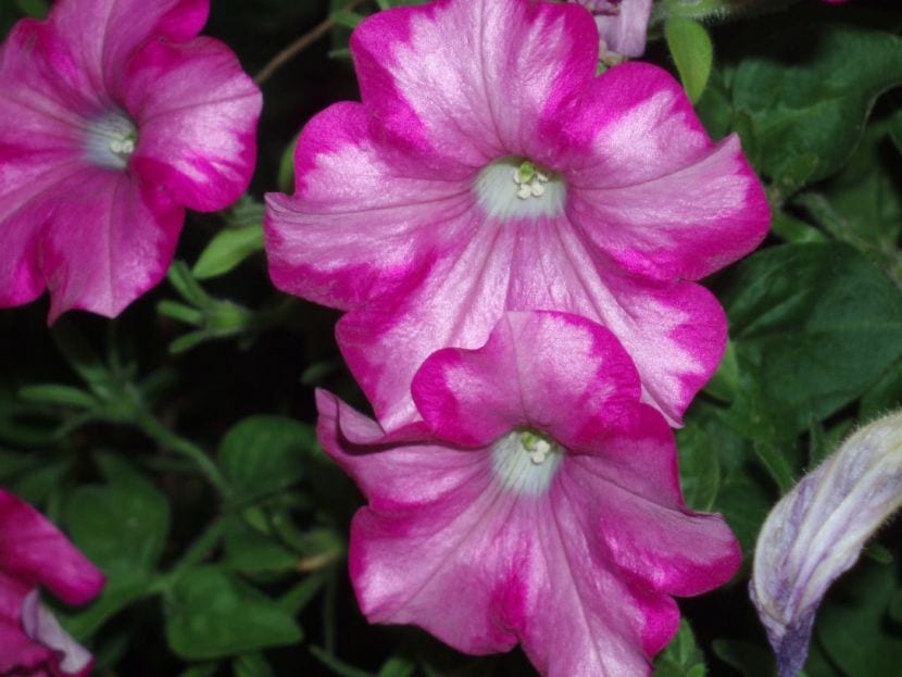 Petunias en flor en una jardinera