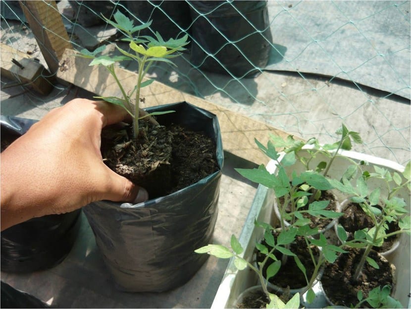 Trasplante de plántulas de almácigo al terreno