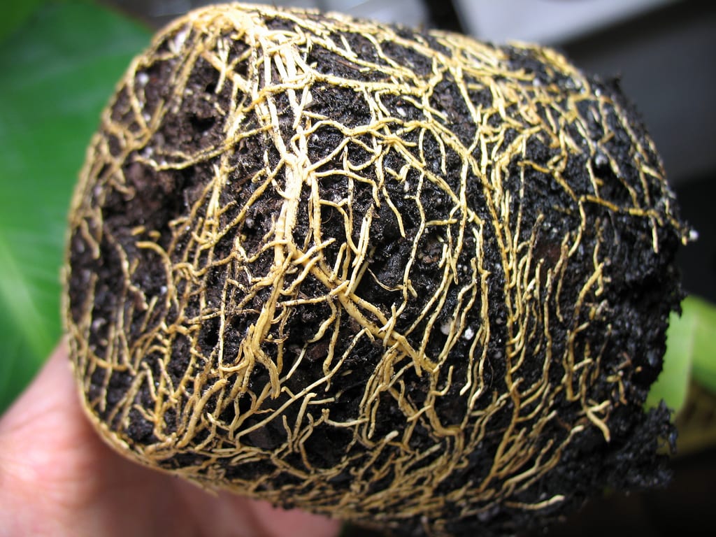 Trastornos fisiológicos de las plantas: guía práctica
