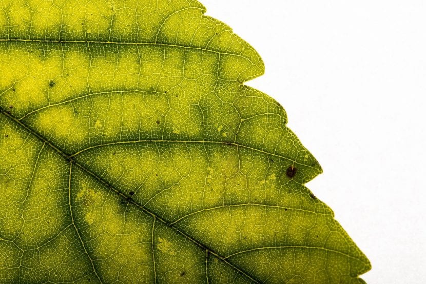 Hoja con clorosis internervial, con los nervios todavía verdes