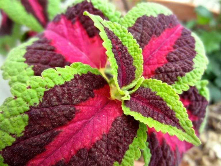 Plantas de colores en macetas sobre una terraza