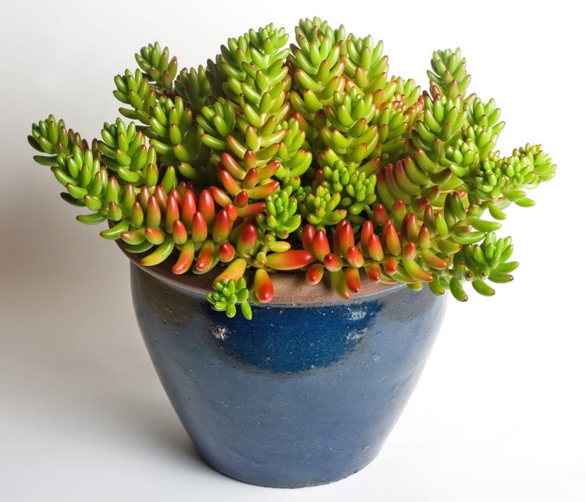 Sedum rubrotinctum cultivado en maceta
