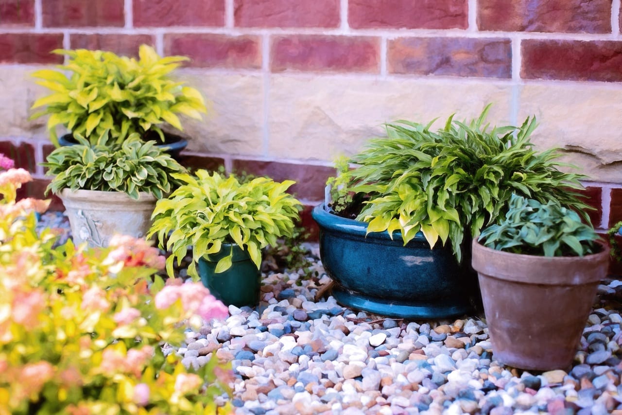 Trucos para que las plantas estén verdes: luz y abono