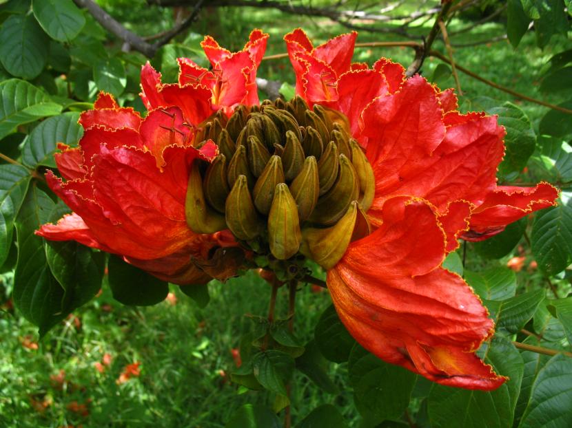 Flores rojas de Spathodea campanulata
