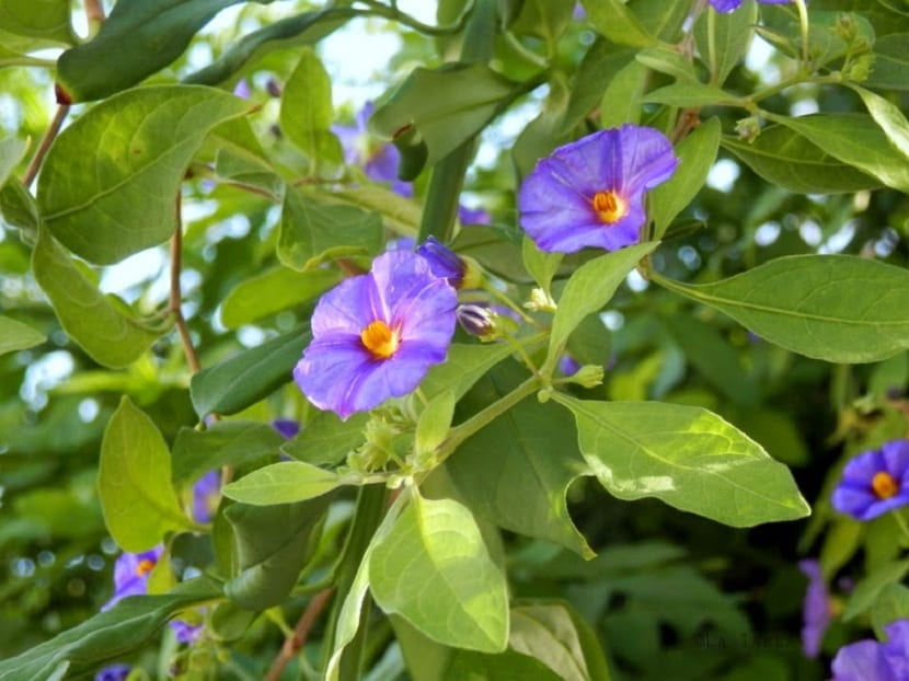 Arbusto de Lycianthes rantonnetii en floración