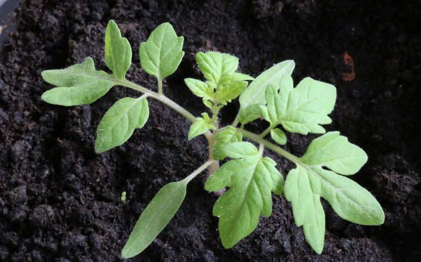Tomatera abonada mediante fertirriego
