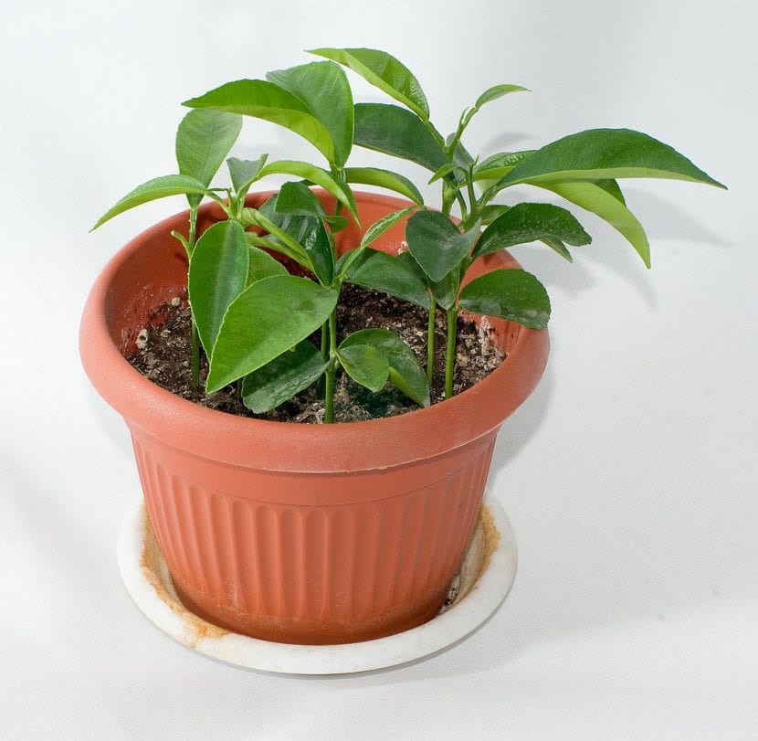 Mandarino cultivado en maceta