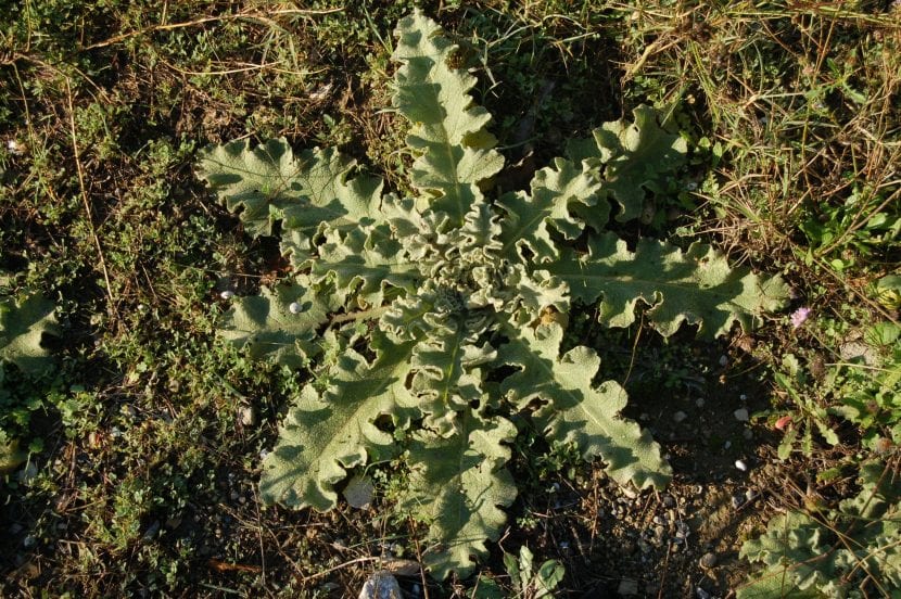 Planta de Verbascum sinuatum con su vara floral ramificada