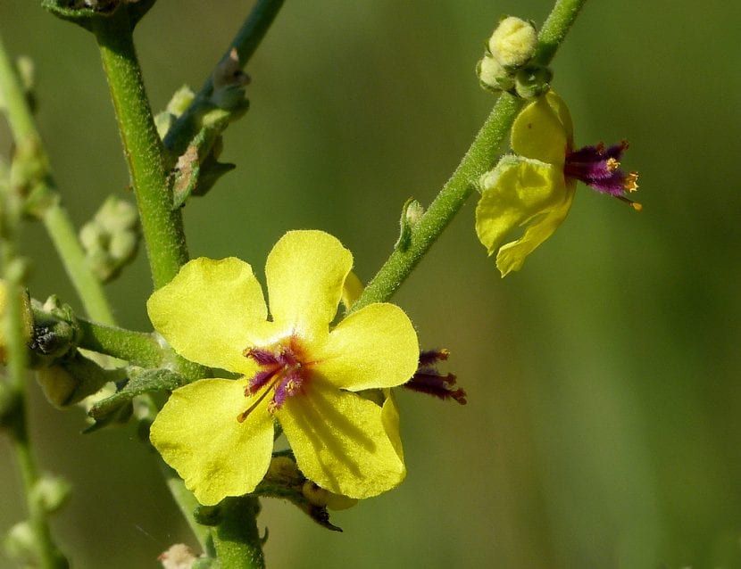 Flores amarillas de Verbascum sinuatum con filamentos violeta