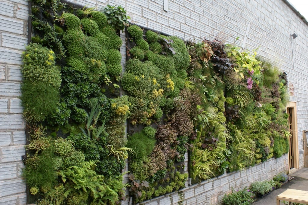 Cómo mantener un jardín vertical: riego, abono y poda