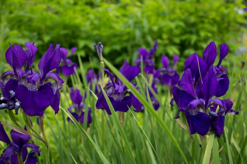 Lirios y flores en un jardín equilibrado