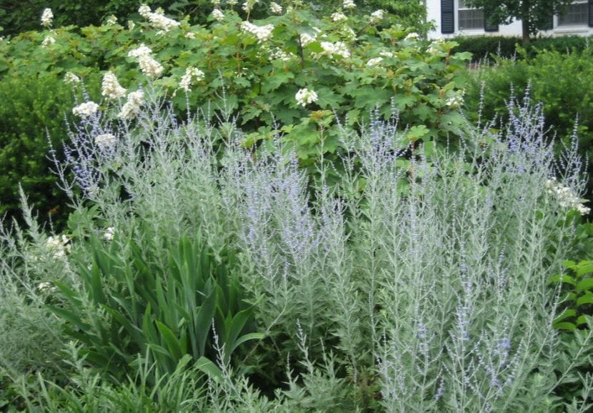 Conjunto de plantas aromáticas cultivadas en el jardín