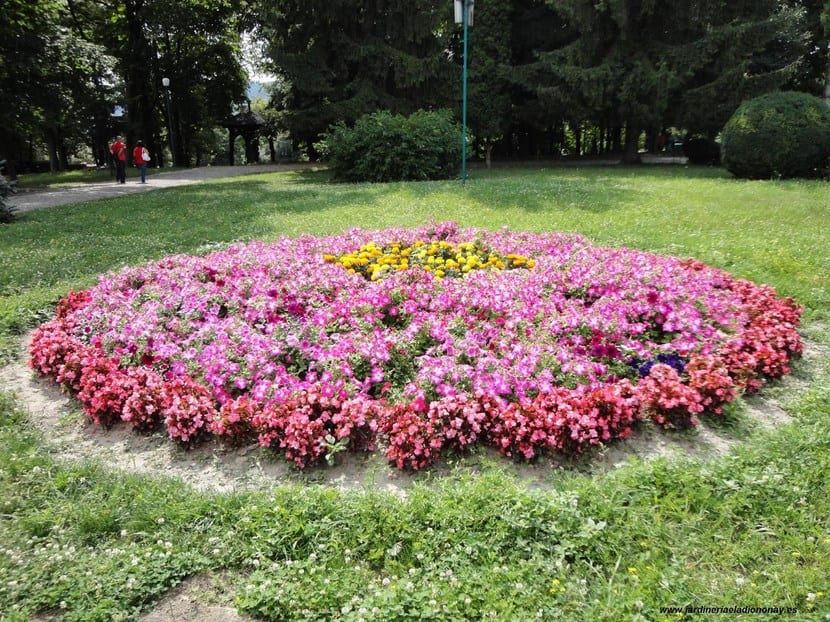 Macizo con plantas vivaces agrupadas en masas de color