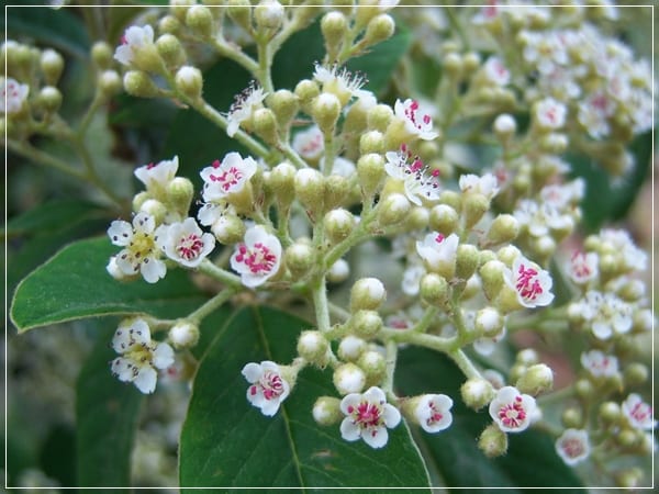 Cotoneaster en flor, arbusto tapizante de crecimiento rápido