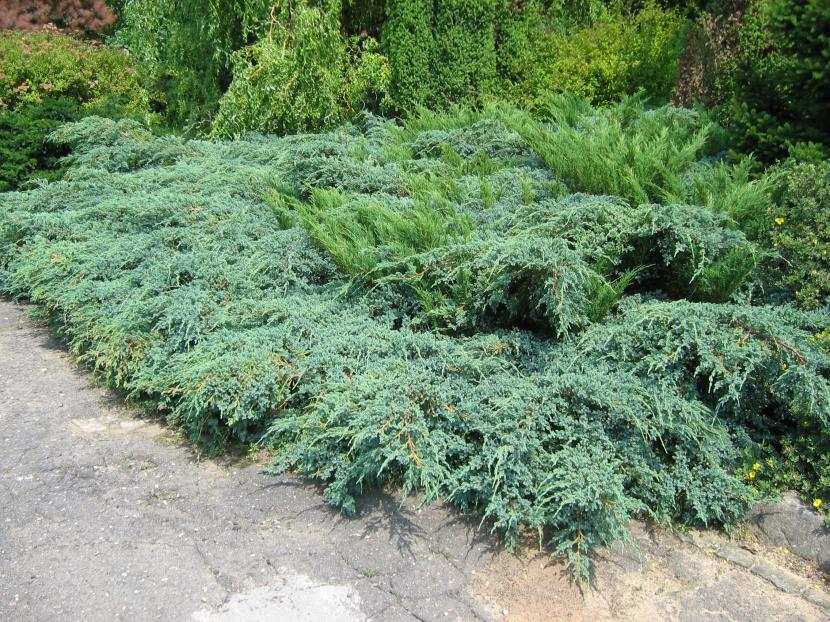 Plantas para taludes y jardines en pendiente: guía práctica
