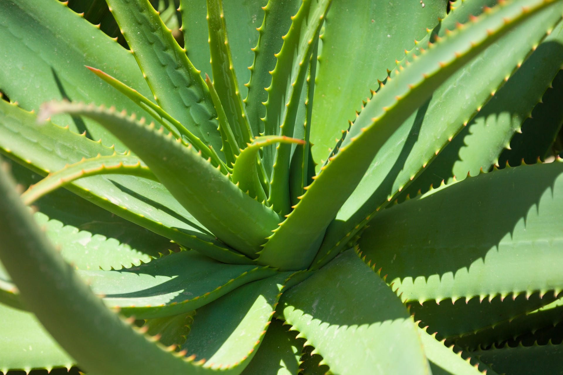 Aloe vera: riego, luz, hijuelos y que dice la evidencia