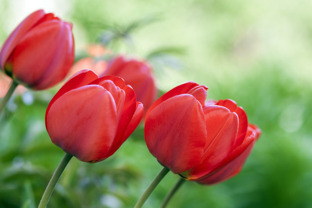 Tulipanes de varios colores abiertos mostrando los seis tepalos