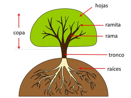 Partes de un arbol