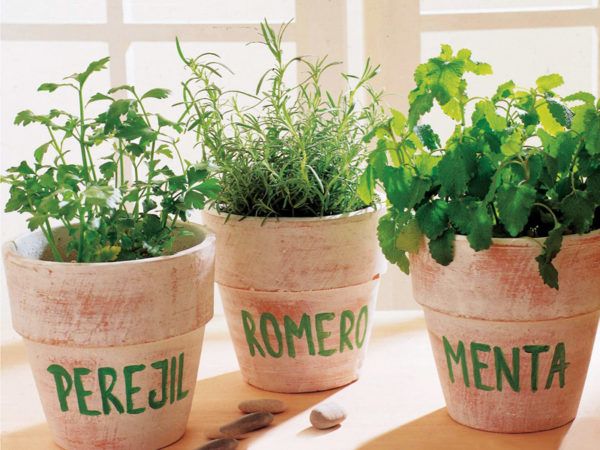 Plantas aromaticas recien cortadas